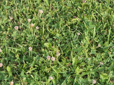 Trifolium fragiferum, photographed by Pete Bradshaw