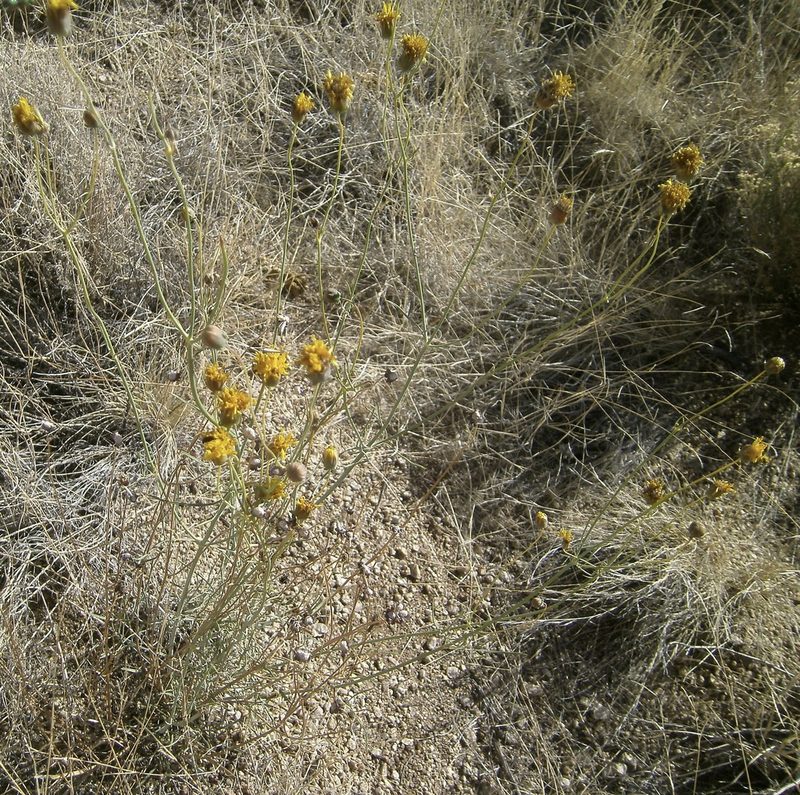 Thelesperma megapotamicum, photographed by bmasinton