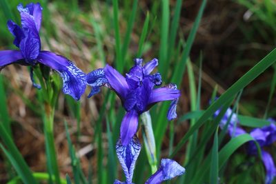 Iris sibirica, photographed by CorentinD
