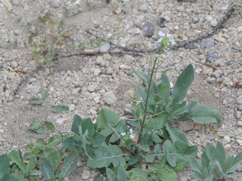 Diplotaxis erucoides, photographed by Pete Bradshaw