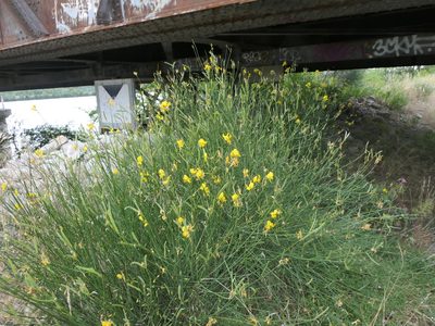 Spartium junceum, photographed by Pete Bradshaw