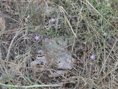 Centaurea aspera, photographed by Pete Bradshaw