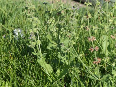 Salvia verbenaca, photographed by Pete Bradshaw