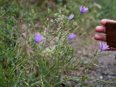 Lactuca perennis, photographed by Wolfgang Jauch