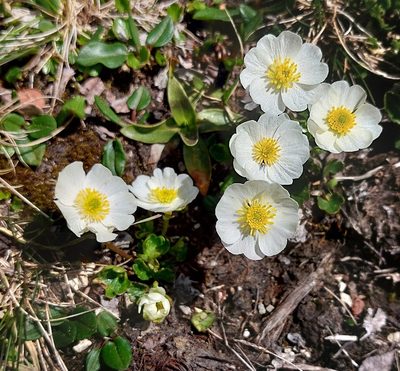 Ranunculus alpestris, photographed by Gergely Nigg