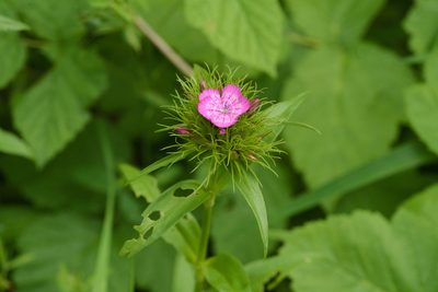 Dianthus barbatus, photographed by Tobias Schönberg