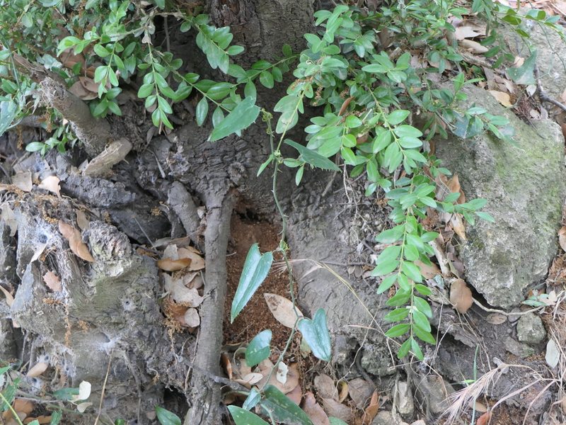 Smilax aspera, photographed by Pete Bradshaw