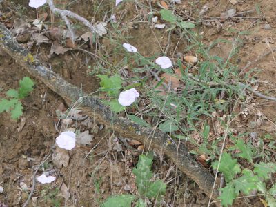 Convolvulus cantabrica, photographed by Pete Bradshaw