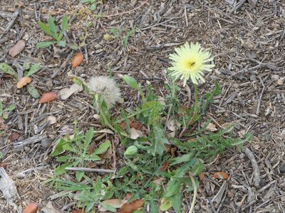 Urospermum dalechampii, photographed by Pete Bradshaw