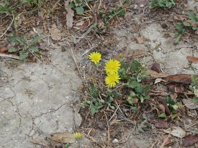 Crepis bursifolia, photographed by Pete Bradshaw