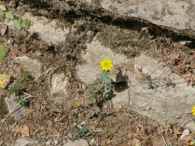 Blackstonia perfoliata, photographed by Pete Bradshaw