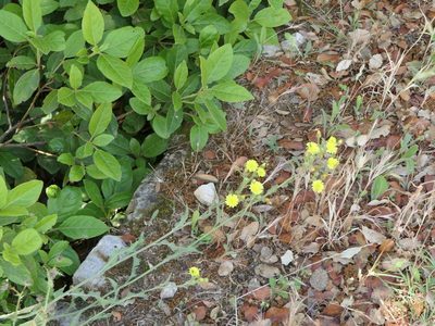 Andryala integrifolia, photographed by Pete Bradshaw