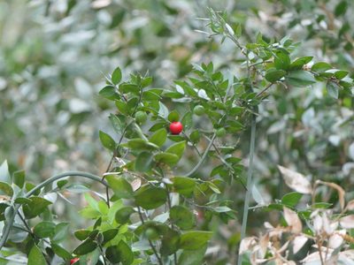 Ruscus aculeatus, photographed by Pete Bradshaw