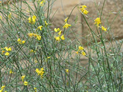 Spartium junceum, photographed by Pete Bradshaw