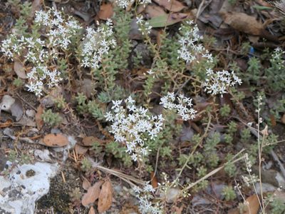 Sedum album, photographed by Pete Bradshaw