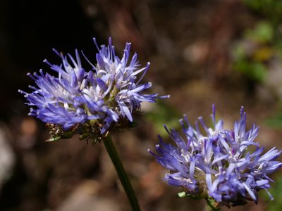 Jasione montana, photographed by Wolfgang Jauch