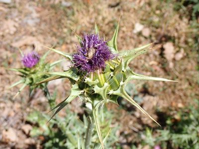 Silybum marianum, photographed by David Delon