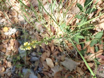 Agrimonia eupatoria, photographed by David Delon