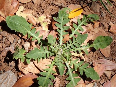 Crepis bursifolia, photographed by David Delon