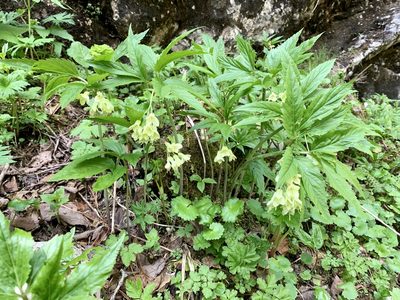 Cardamine enneaphyllos, photographed by Katrin Simon