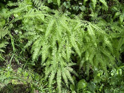 Adiantum aleuticum, photographed by Roger Rittmaster
