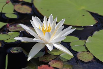 Nymphaea odorata, photographed by Kim