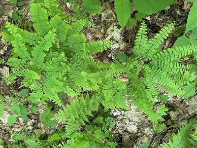 Adiantum pedatum, photographed by Tom Scavo