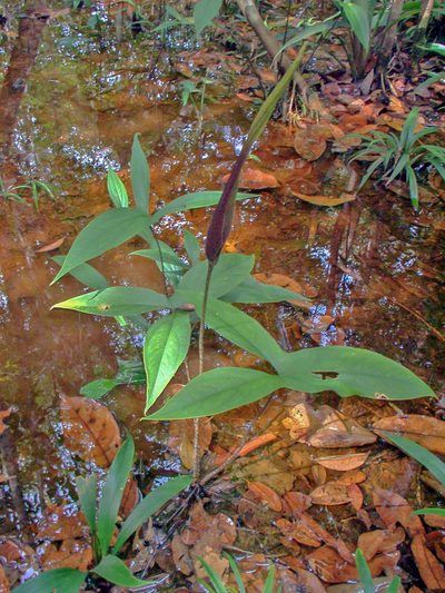 Urospatha sagittifolia, photographed by w_endo