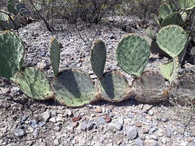 Opuntia rastrera, photographed by Norma Piedra