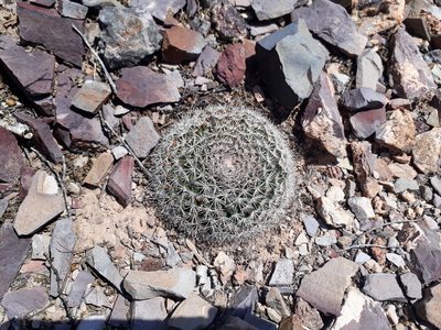 Mammillaria grusonii, photographed by Norma Piedra