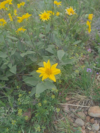 Helianthus pumilus, photographed by Rachel MacDonald
