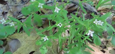 Houstonia longifolia