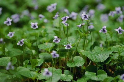 Viola palustris, photographed by Stanislav Murashkin
