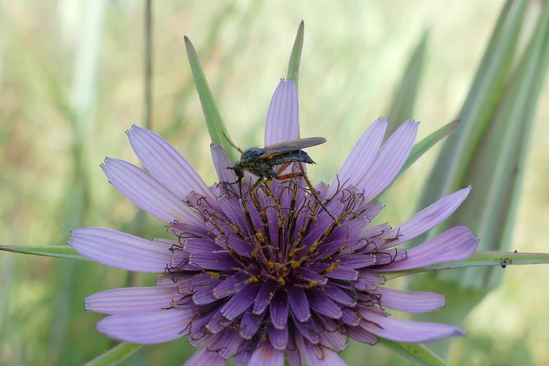 Tragopogon porrifolius, photographed by Sara Navarro