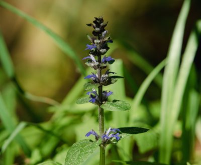 Ajuga reptans, photographed by Stanislav Murashkin