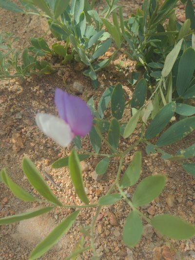 Lathyrus eucosmus, photographed by Rachel MacDonald