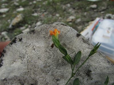 Zornia reticulata, photographed by Carlos Martorell