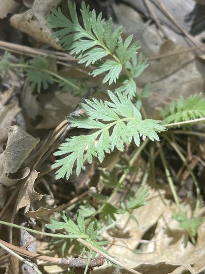 Potentilla wilderae, photographed by James M. Maley