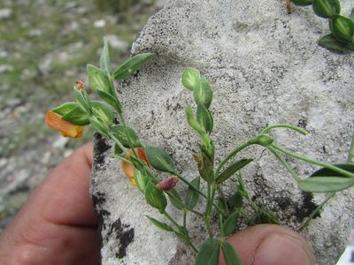 Zornia reticulata, photographed by Carlos Martorell