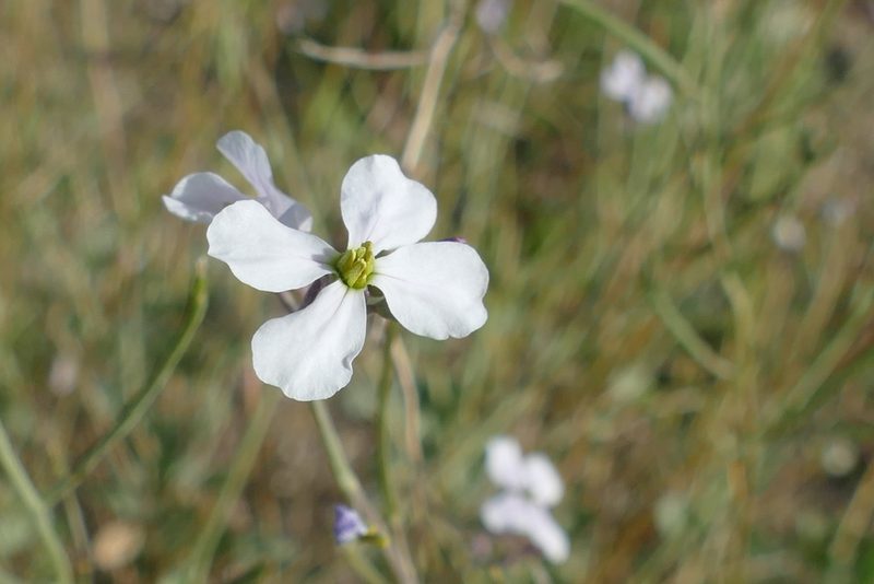Moricandia arvensis, photographed by Sara Navarro