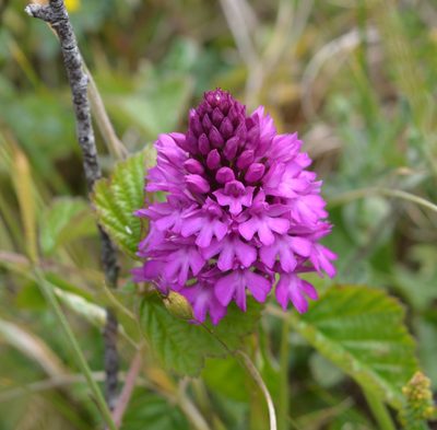 Anacamptis pyramidalis, photographed by Phil James