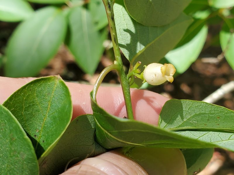 Diospyros virginiana, photographed by Tom Field