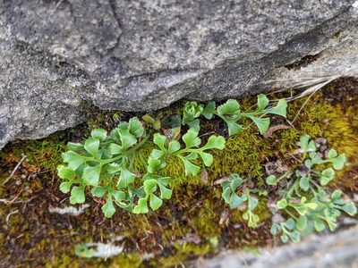 Asplenium ruta-muraria, photographed by Piermario Maculan