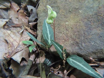 Chimaphila maculata, photographed by Bruce Slater