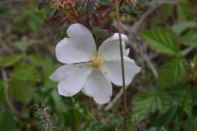 Rosa canina, photographed by Phil James