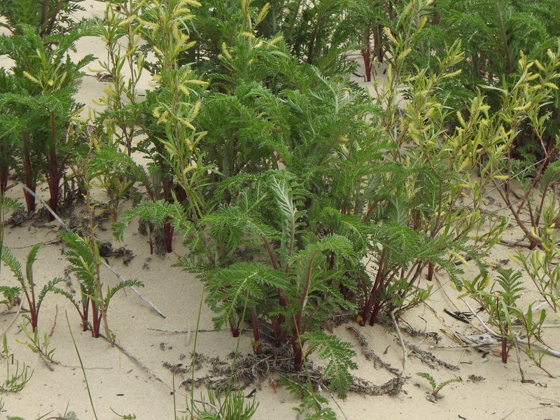Tanacetum bipinnatum, photographed by Liren Varghese