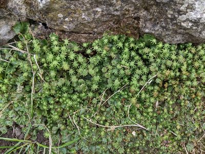 Marchantia polymorpha, photographed by Piermario Maculan