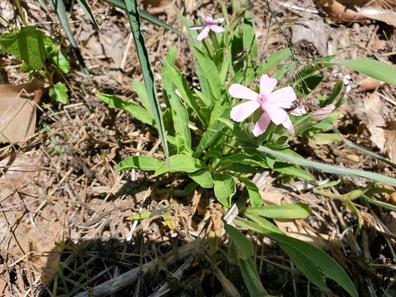 Silene caroliniana, photographed by Tom Field