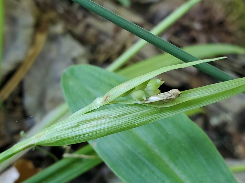 Carex kraliana, photographed by Tom Field