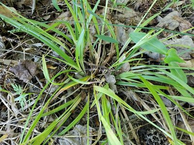 Carex kraliana, photographed by Tom Field